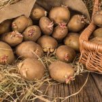 Как правильно подготовить картофель к посадке
