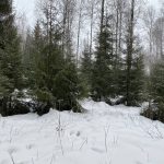 Беспилотники будут следить за заготовкой новогодних елок