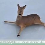 Добрым делам не страшен мороз