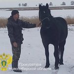 Вышли ночью в поле с конем и попали на скамью подсудимых