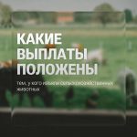 Андрей Травников: новых случаев болезни скота в Новосибирской области нет