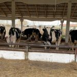 В полном объёме выплатили компенсации за потерю скота