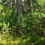 Пять человек умерли от клещевого энцефалита